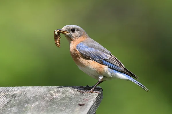 Kadın Doğu mavi kuş ile böcek — Stok fotoğraf