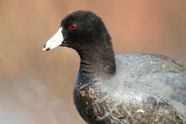 Amerikan Sakarmeke (Fulica americana)