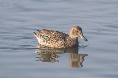 Female Green-winged Teal clipart