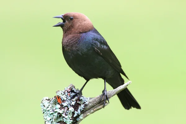 Male Cowbird On A Perch — Stock Photo, Image