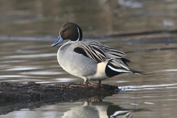Male Northern Pintail — Stock Photo, Image