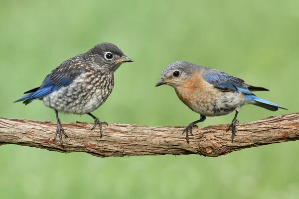Hembra oriental Bluebird con bebé —  Fotos de Stock
