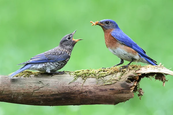 Bluebird oriental masculino com bebê — Fotografia de Stock