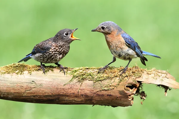 Ženské východní modrý pták s dítětem — Stock fotografie