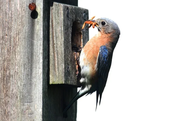 Isolated Bluebird on a Birdhouse — Stock Photo, Image