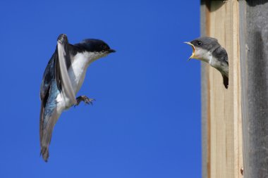 Tree Swallow Feeding Babies clipart