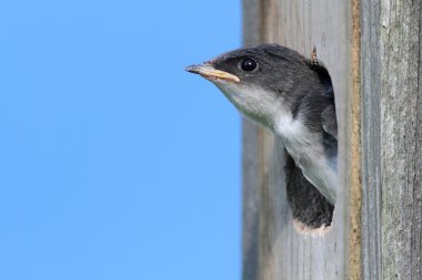 Bebek ağaç kırlangıç gıda için yalvarıyor