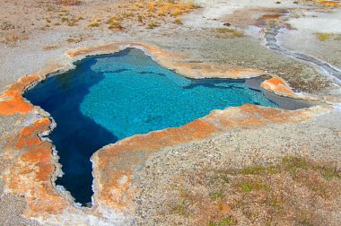 Mavi yıldız bahar Yellowstone