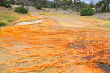 Yellowstone'da mamut yaylar