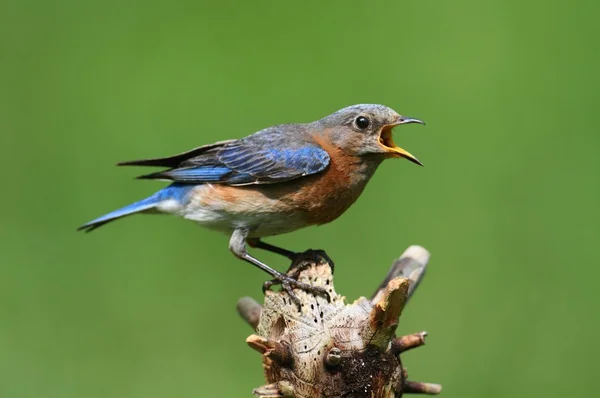 Bluebird oriental — Foto de Stock