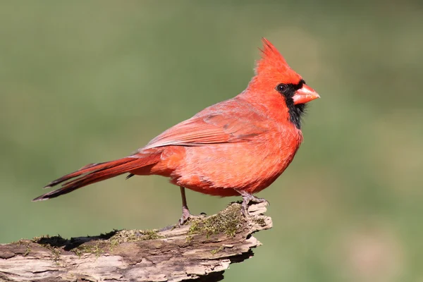 Manliga kardinal på en stock — Stockfoto