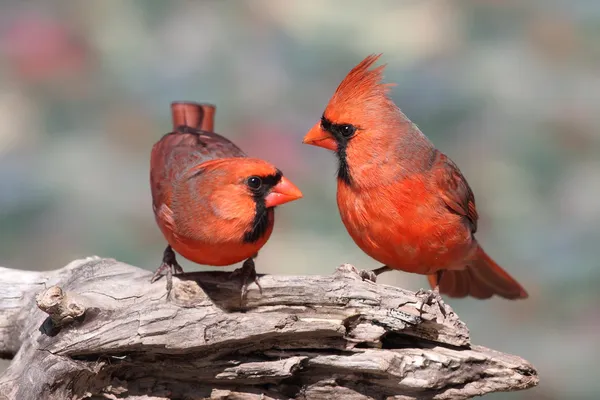 Pareja de Cardenales del Norte —  Fotos de Stock