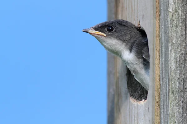 Baby Tree Swallow tigger efter mad - Stock-foto