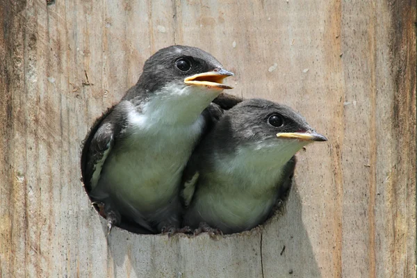 Bébés oiseaux dans une maison d'oiseaux — Photo