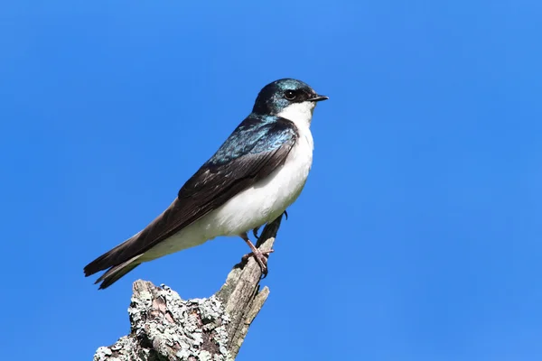 Tree Swallow on a stump — Stock Photo, Image