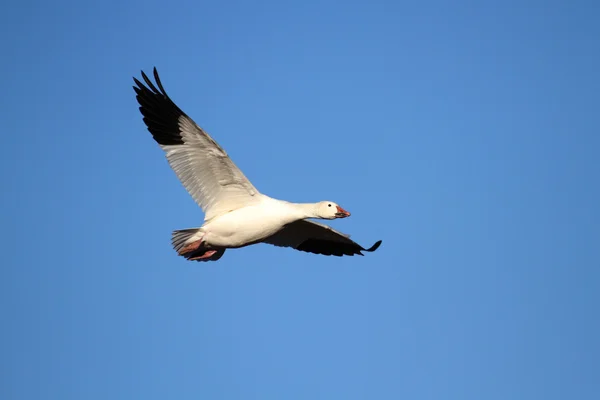 Snow Goose In Flight — Stock Photo, Image