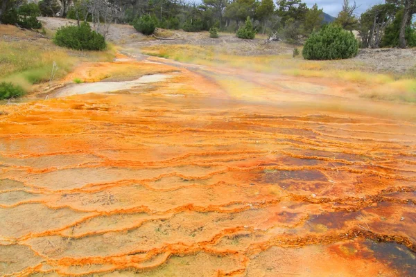 Yellowstone'da mamut yaylar