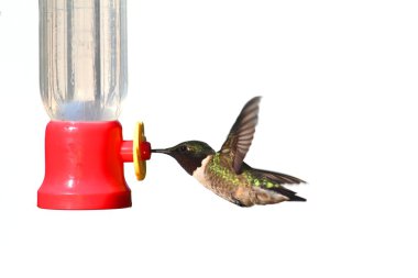 Isolated Ruby-throated Hummingbird clipart