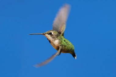 Yakut boğazlı sinekkuşu (Archilochus colubris)