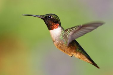 Ruby-throated Hummingbird (archilochus colubris) clipart