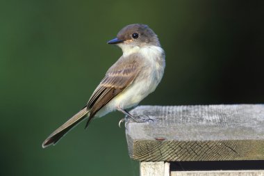 Eastern Phoebe (Sayornis phoebe) clipart