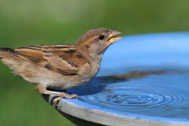 House Sparrow (Passer domesticus) clipart