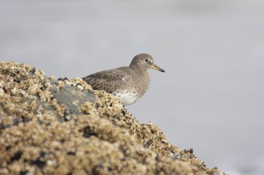 Kaya kum kuşu (Calidris ptilocnemis)