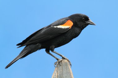 Red-winged Blackbird clipart