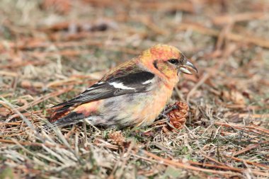 White-winged Crossbill (Loxia leucoptera) clipart
