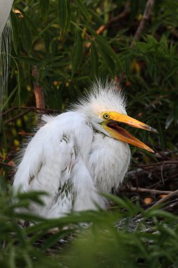 Bebek büyük ak balıkçıl (Ardea alba)