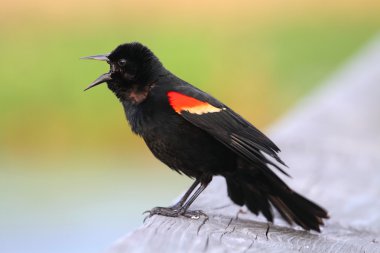 erkek kırmızı - siyah kanatlı kuş