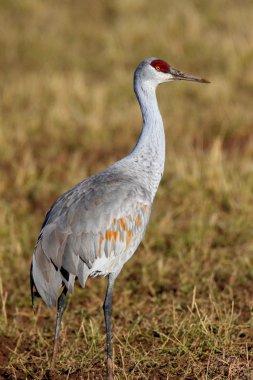 Sandhill Crane