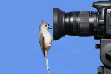 Titmouse On A Camera clipart