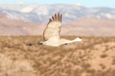 Sandhill Crane (Grus canadensis)