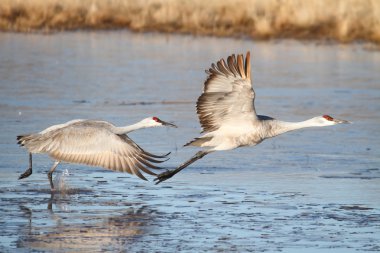 Sandhill Crane (Grus canadensis)