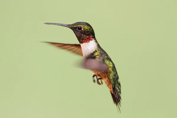 Ruby-throated Hummingbird (archilochus colubris) — Stock Photo, Image