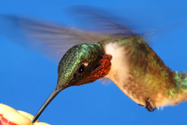 stock image Ruby-throated Hummingbird (archilochus colubris)