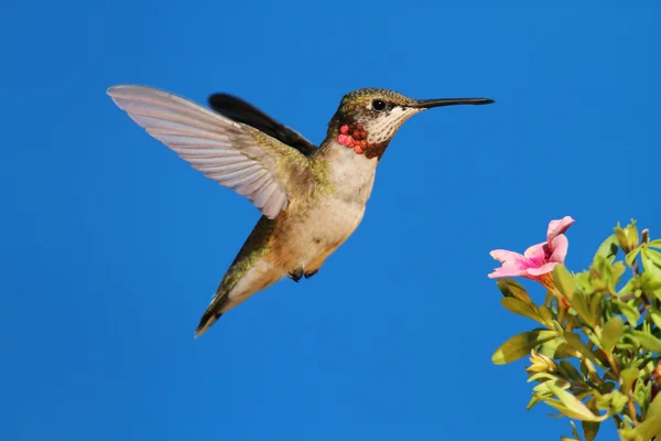 Ruby-throated Hummingbird — Stock Photo, Image