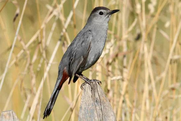 Pássaro cinzento (dumetella carolinensis) — Fotografia de Stock