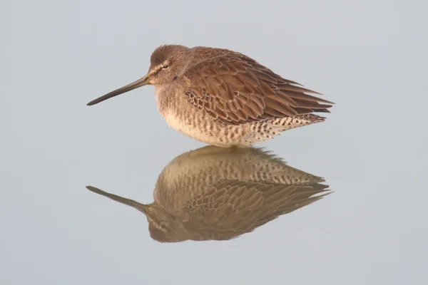 Long-billed Dowitcher (Limnodromus scolopaceus) — Stock Photo, Image