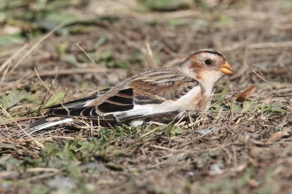 Snow Bunting In A Field — Stock Photo, Image