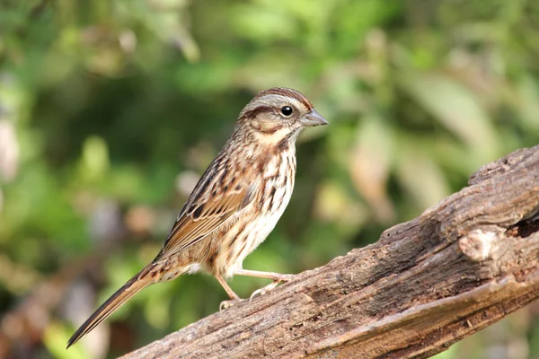 Song Sparrow (melospiza melodia)) — Zdjęcie stockowe