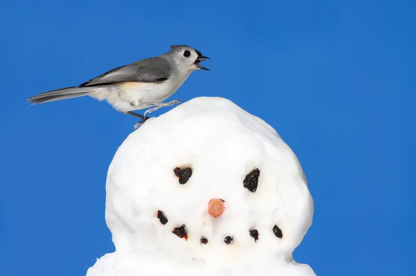Синица на снеговика — стоковое фото