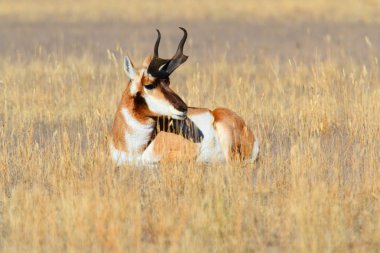 Pronghorn Antelope (Antilocapra americana) clipart