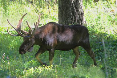 Bull Moose (alces) clipart