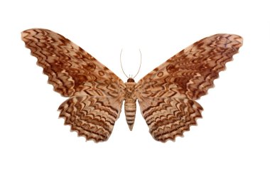 Butterfly Isolated On White clipart