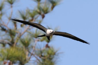 Swallow-tailed Kite clipart