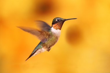 Ruby-throated Hummingbird In Flight clipart