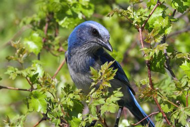 nesli tükenmekte olan florida scrub-jay