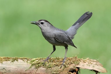 Gray Catbird (Dumetella carolinensis) clipart